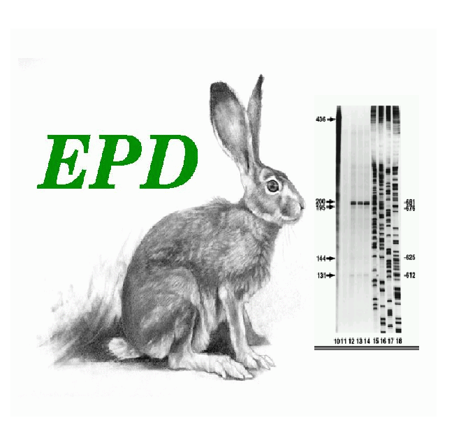 EPD